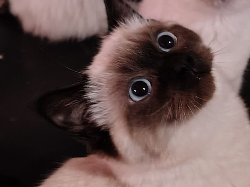 Siamese 5 months old female named Lil Minny for sale in Burke County, North Carolina | Petmeetly