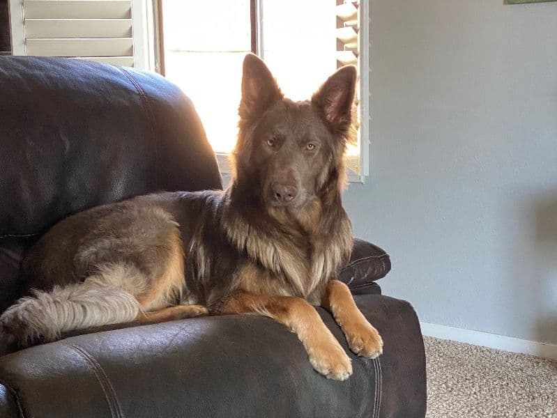 German Shepherd 2 years 3 months old male large named Torque for breeding in Washoe County, Nevada | Petmeetly