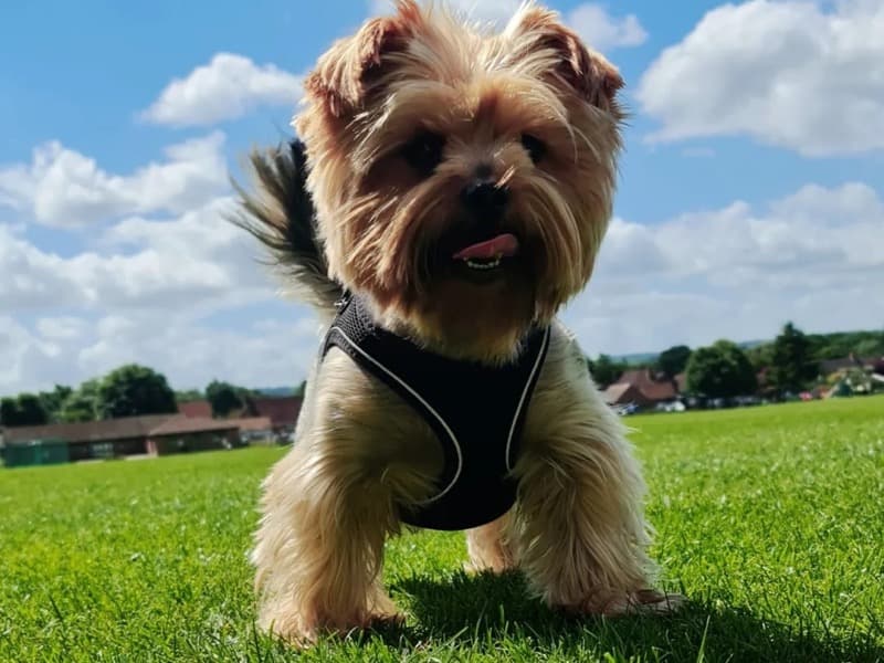 Yorkshire Terrier 7 years 4 months old male medium named Pj for breeding in Kent, England | Petmeetly