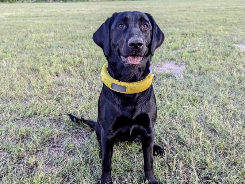 Labrador Retriever 3 years 5 months old female small named Daisy for breeding in Weld County, Colorado | Petmeetly