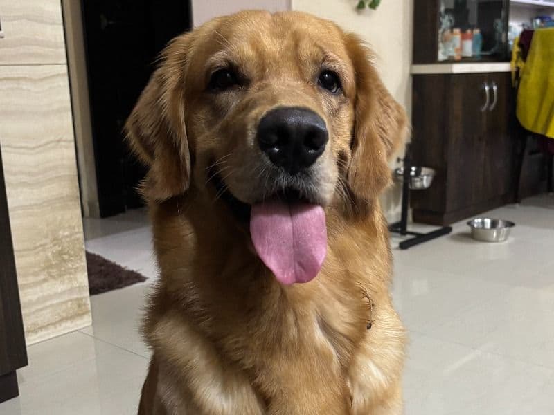 Golden Retriever 2 years 6 months old male medium named Archie for breeding in Konkan Division, Maharashtra | Petmeetly