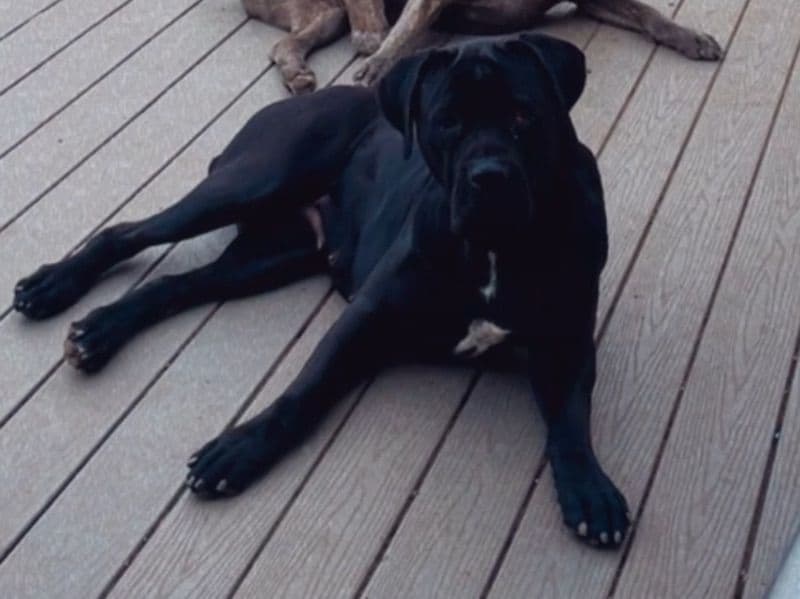 Cane Corso 4 years 3 months old female large named Baby Cali for adoption in Los Angeles County, California | Petmeetly