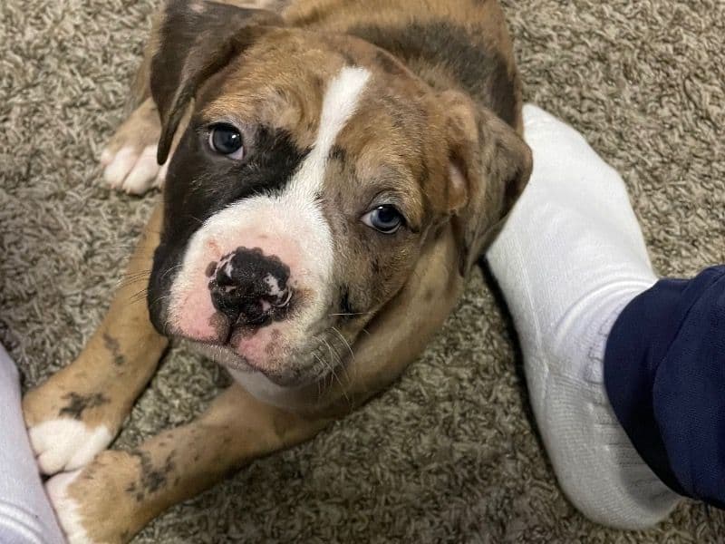 American PitBull Terrier 1 year old female medium named Kash for adoption in Rockdale County, Georgia | Petmeetly