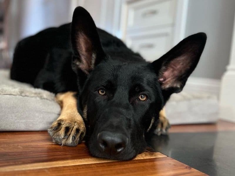 Black German Shepherd 3 years 8 months old male large named Ryder for breeding in Sonoma County, California | Petmeetly