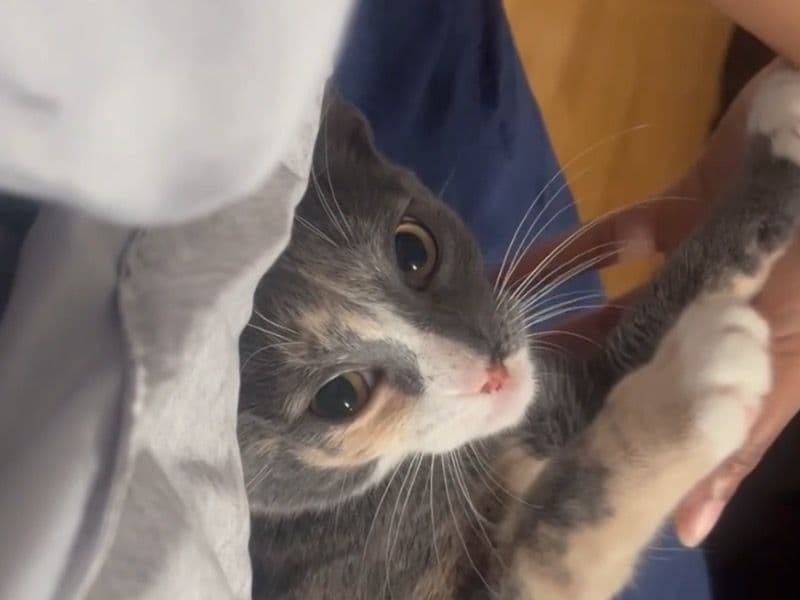 Calico 1 year 1 month old female named Ash for adoption in Passaic County, New Jersey | Petmeetly