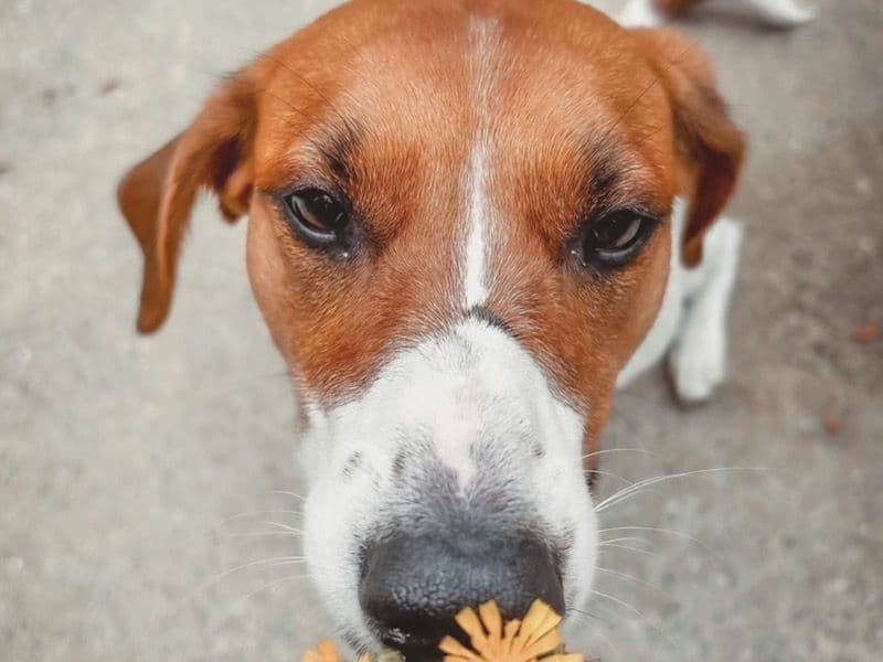 Australian Cattle Dog 4 years 2 months old female small named Georgia for adoption in Cape May County, New Jersey | Petmeetly