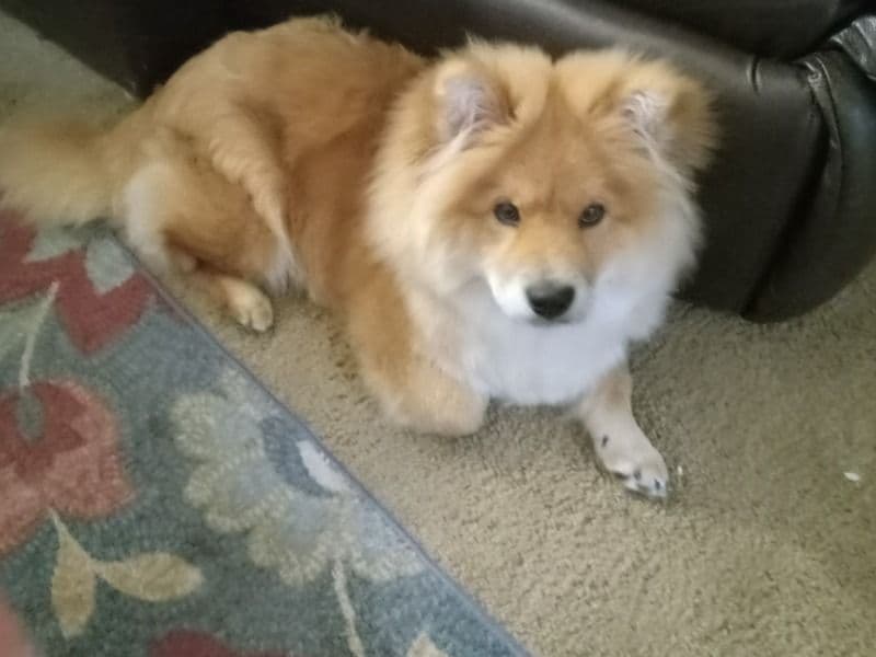 Chow Chow 5 months old male medium named Skylar for sale in Butte County, California | Petmeetly