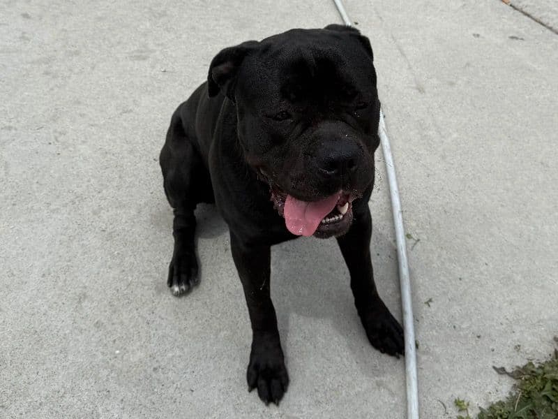 Cane Corso 1 year 8 months old male medium named Toko for sale in Salt Lake County, Utah | Petmeetly
