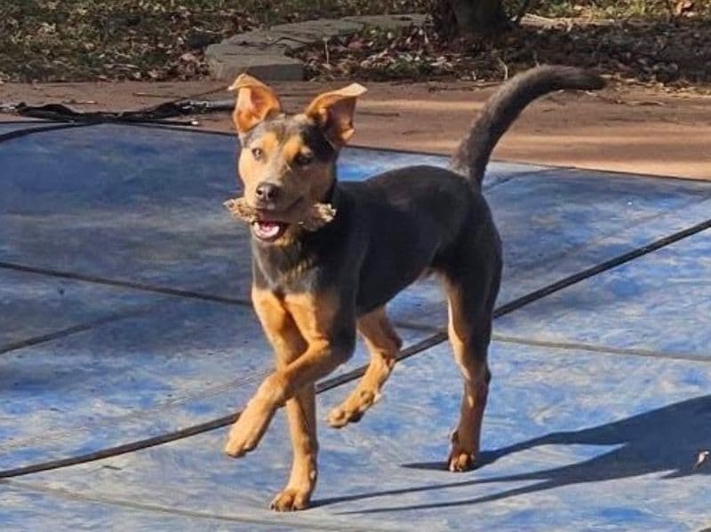 German Shepherd 8 months old female medium named Bailey for adoption in Saline County, Arkansas | Petmeetly