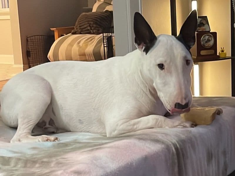 Miniature Bull terrier 6 years old male medium named Joker for adoption in Fairfield County, Ohio | Petmeetly