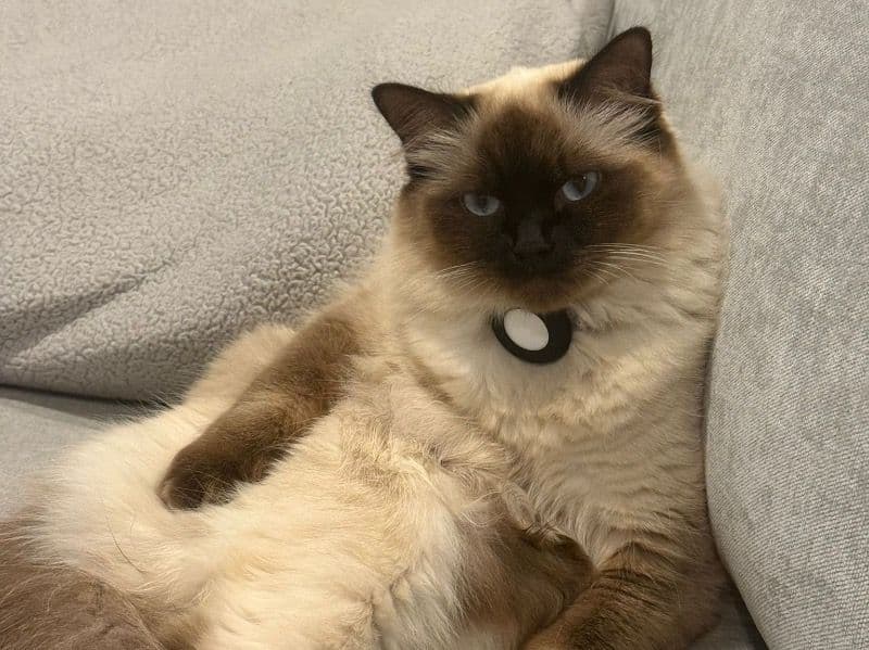 Siamese 1 year 2 months old female named Ruby for breeding in Suffolk County, Massachusetts | Petmeetly