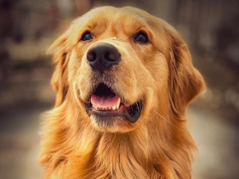 Golden Retriever 2 years 8 months old male large named Shadow for breeding in Delhi Division, Delhi | Petmeetly