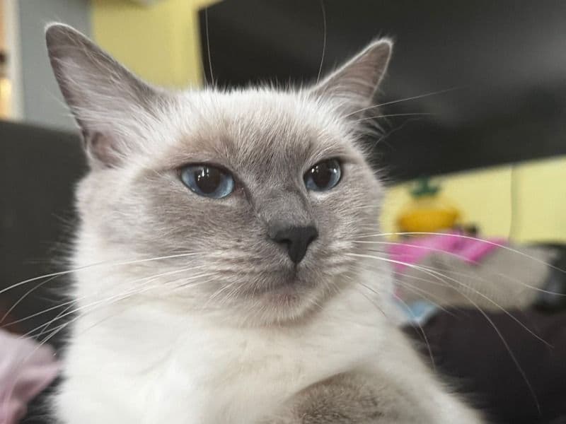 Ragdoll 3 years 4 months old female named Skye for breeding in Surrey, England | Petmeetly