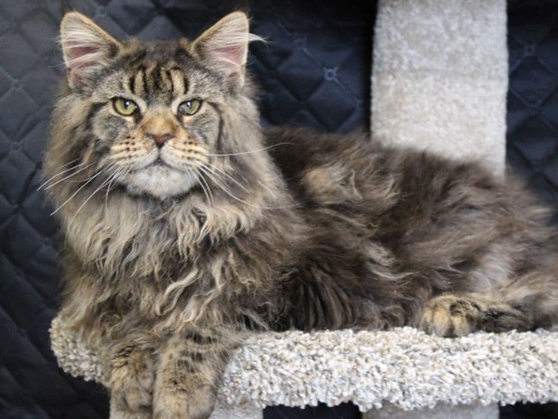 Maine Coon 8 months old male named Alfie for sale in Algood, Tennessee | Petmeetly