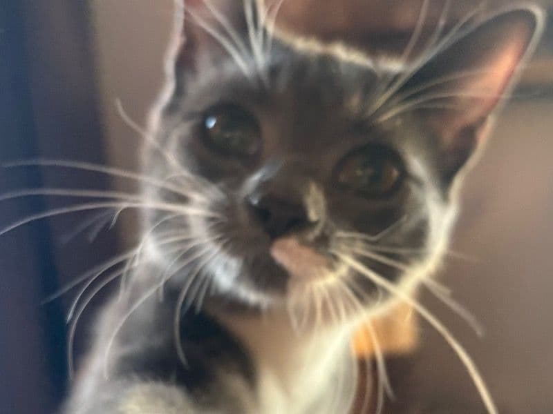 Domestic Shorthair 5 months old female named Stormy for breeding in Bristol County, Massachusetts | Petmeetly