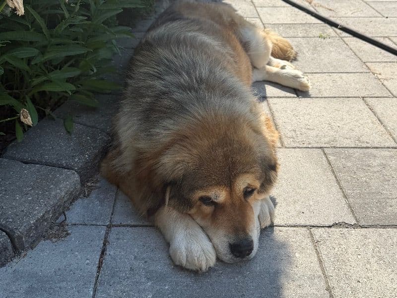 Tibetan Mastiff 5 years old female extra large named Pap Pap for adoption in Regional Municipality of York, Ontario | Petmeetly