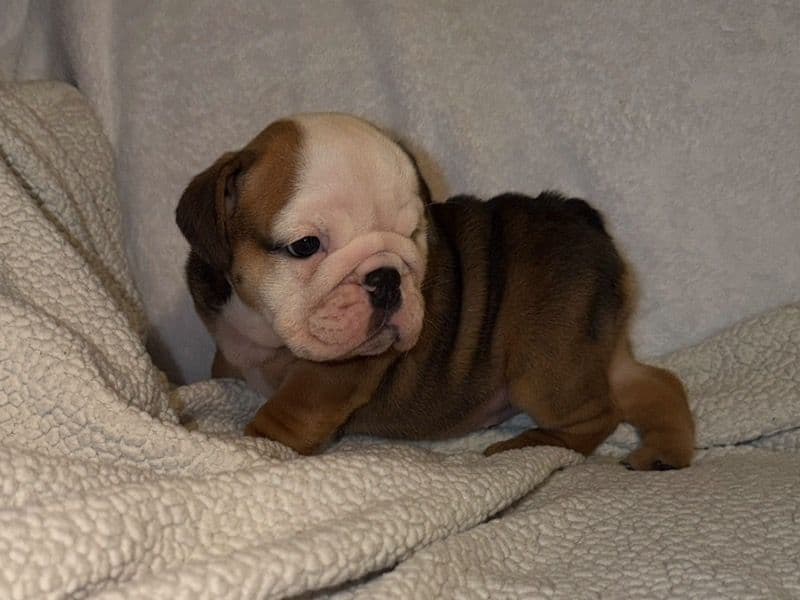 Bulldog 2 months old female small named Posey for sale in Mason County, West Virginia | Petmeetly