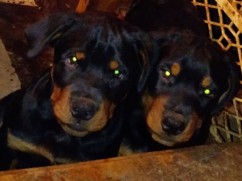 Rottweiler 4 months old female large named German Rottweiler for sale in Grimes County, Texas | Petmeetly
