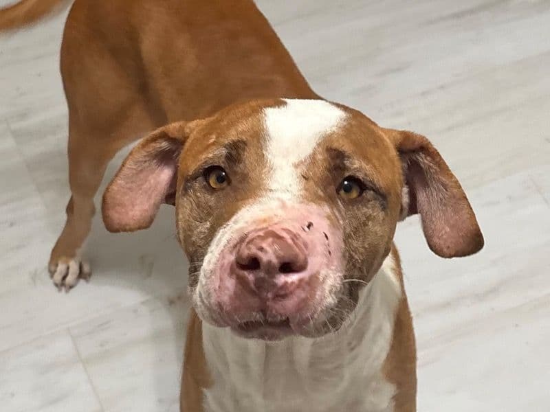 American PitBull Terrier 7 years old male medium named Sol for adoption in Curry County, New Mexico | Petmeetly