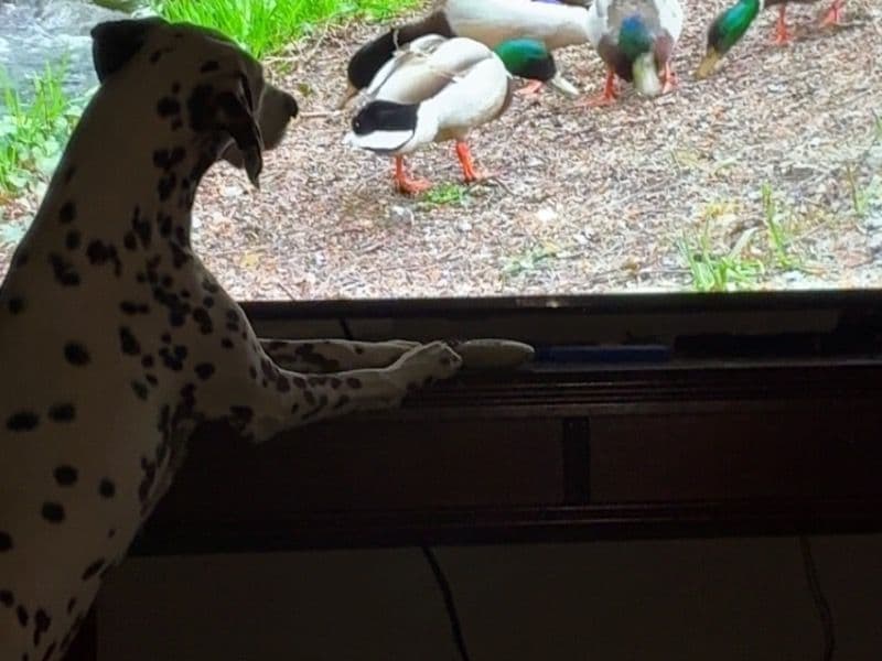 Dalmatian 1 year 4 months old female medium named Dutchess for breeding in Cherokee County, Georgia | Petmeetly