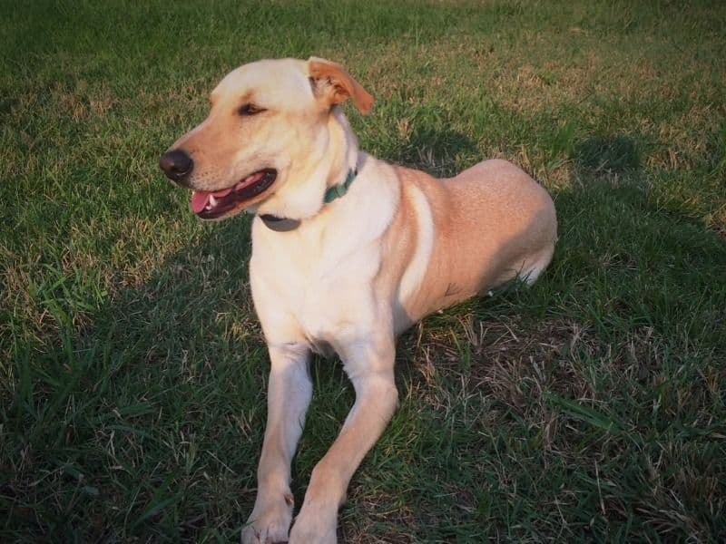 Labrador Retriever 11 years old male medium named Maverick for adoption in Sumner County, Tennessee | Petmeetly
