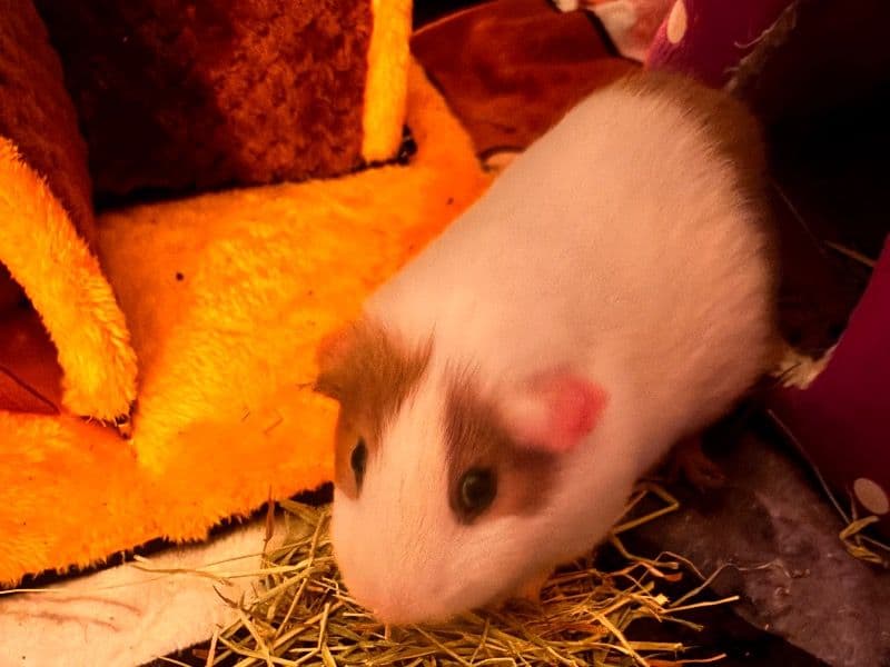 Guinea Pig 1 year 2 months old male named Mochi for sale in Los Angeles County, California | Petmeetly