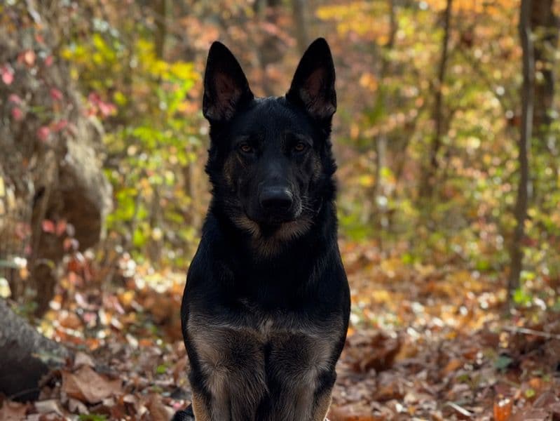 Black German Shepherd 3 years 1 month old male large named Astro for breeding in Philadelphia County, Pennsylvania | Petmeetly