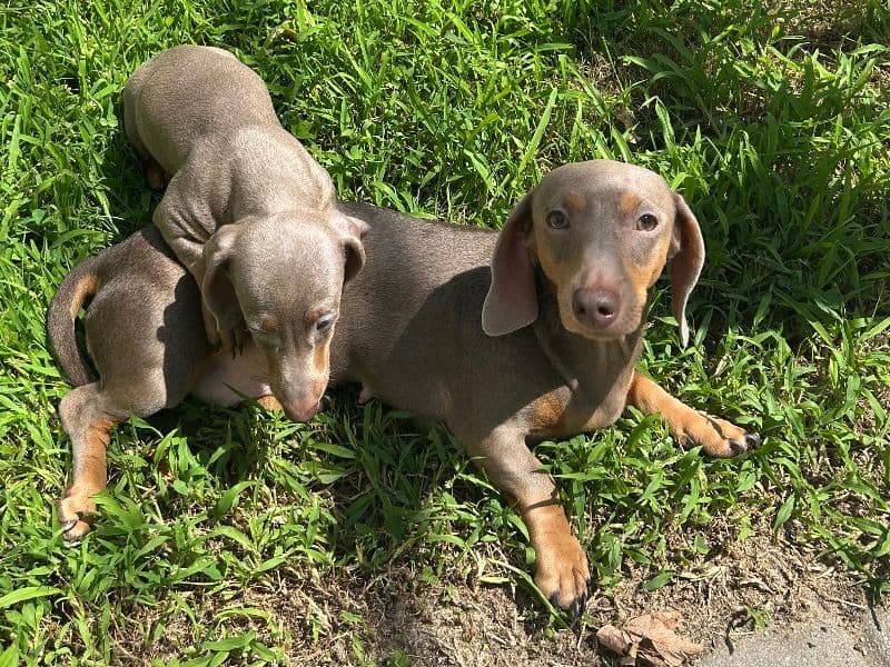 Dachshund 2 years old female small named Julieta for breeding in Queens County, New York | Petmeetly