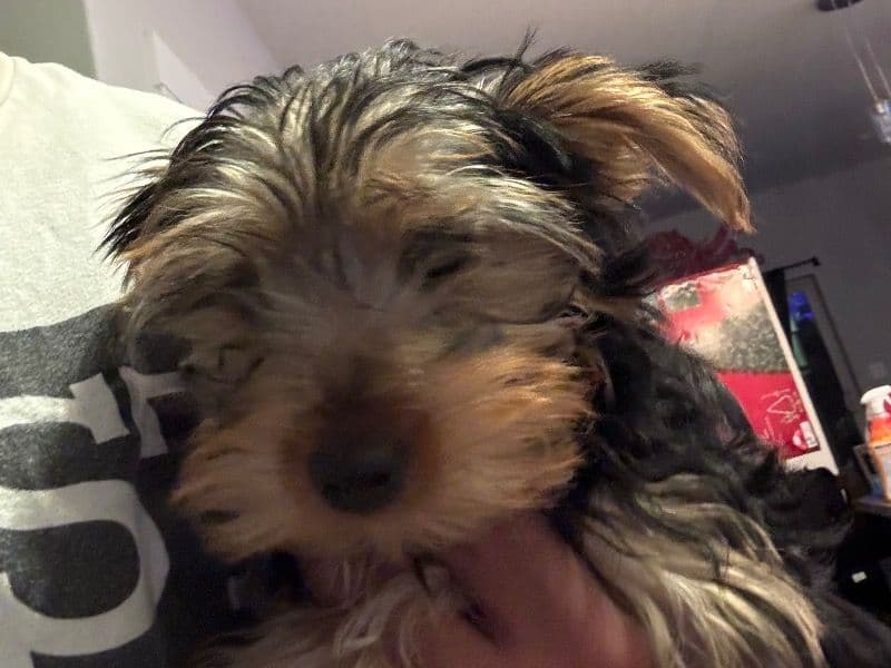 Yorkshire Terrier 3 months old male small named Red for sale in Clark County, Washington | Petmeetly
