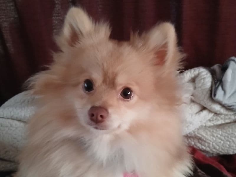 Pomeranian 1 year old female small named Pompom for breeding in Ravalli County, Montana | Petmeetly