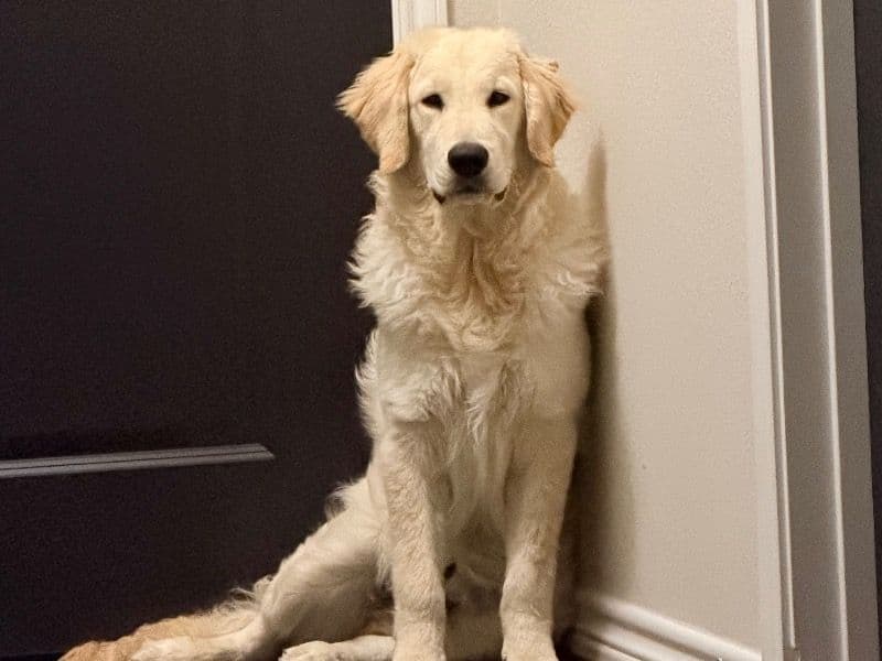 Golden Retriever 7 months old male large named Milo for breeding in Bexar County, Texas | Petmeetly