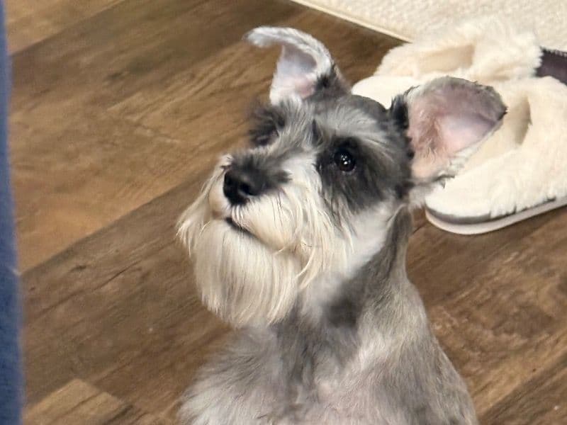 Miniature Schnauzer 7 months old male small named Louis for sale in San Diego County, California | Petmeetly