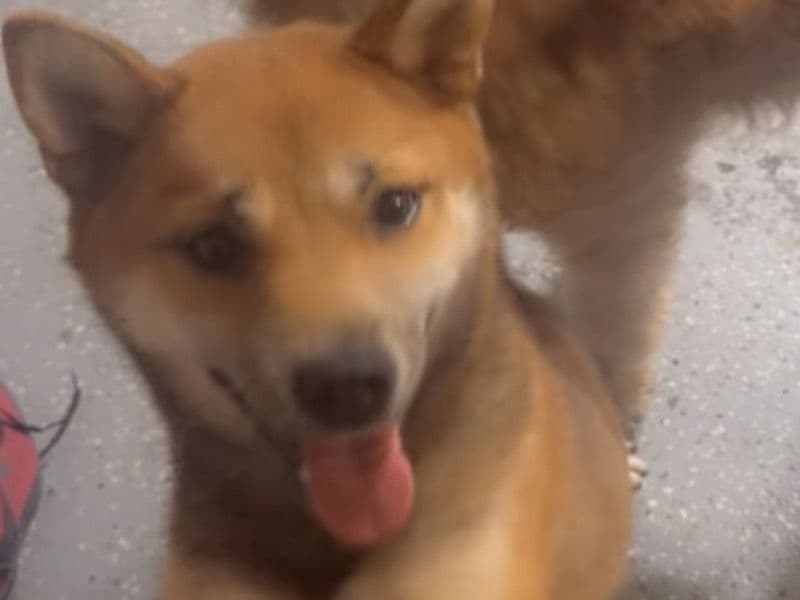 Shiba Inu 1 year 2 months old female small named Nina for sale in Cook County, Illinois | Petmeetly