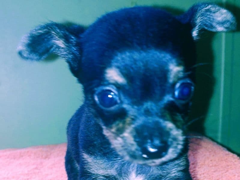 Chihuahua 6 months old male small named Hulk for sale in Liberty County, Georgia | Petmeetly