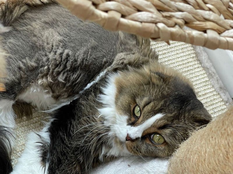 Scottish Fold 4 years old male named Tontoro for breeding in Greater London, England | Petmeetly