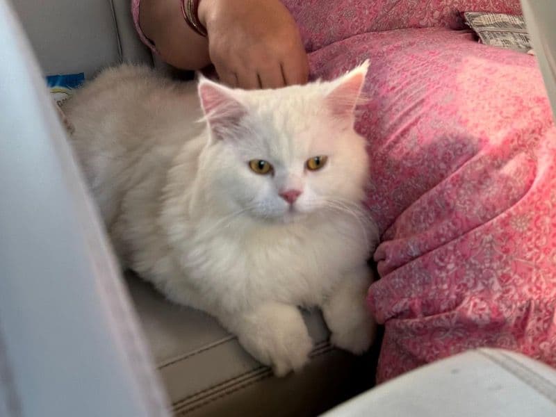 Persian 1 year 2 months old male named Tuktuk for breeding in Delhi Division, Delhi | Petmeetly