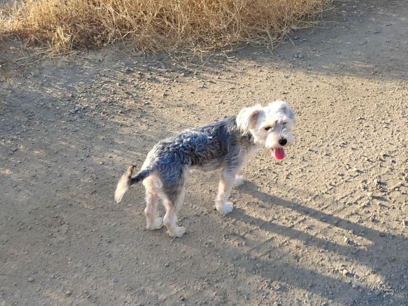 Yorkipoo 2 years 2 months old female medium named Rose for sale in Stanislaus County, California | Petmeetly