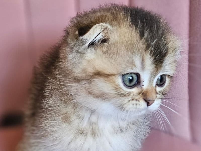 Scottish Fold 3 months old male named Cute for sale in Condado de Orange, Flórida | Petmeetly