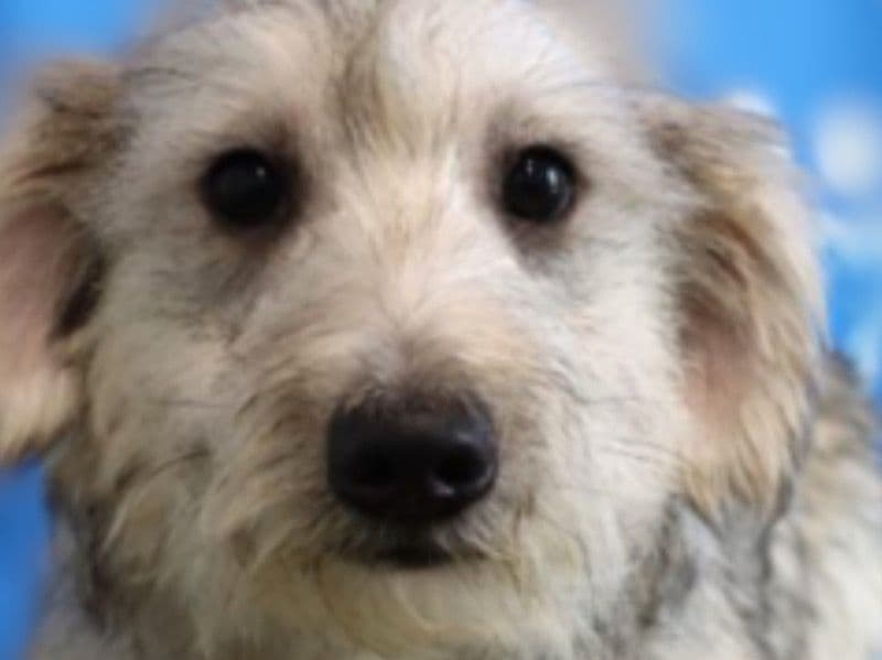 Schnauzer 1 year 4 months old male small named Benji for sale in Ramsey County, Minnesota | Petmeetly