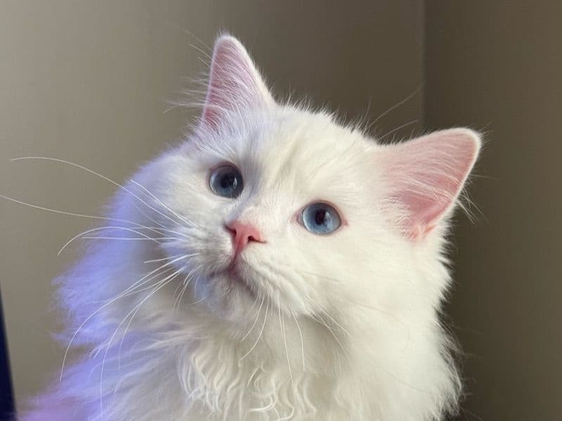 Ragdoll 4 months old female named Kitten 1 for sale in Allegheny County, Pennsylvania | Petmeetly