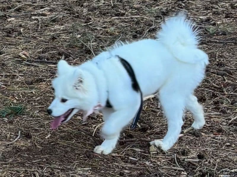 Samoyed 8 months old female small named Mila for sale in Nottinghamshire, England | Petmeetly
