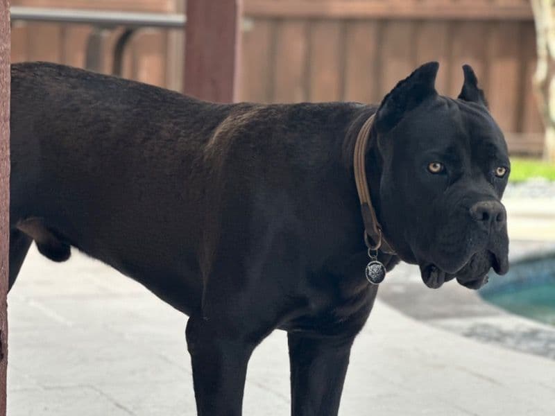Cane Corso 1 year 3 months old male large named Zeus for sale in Ellis County, Texas | Petmeetly