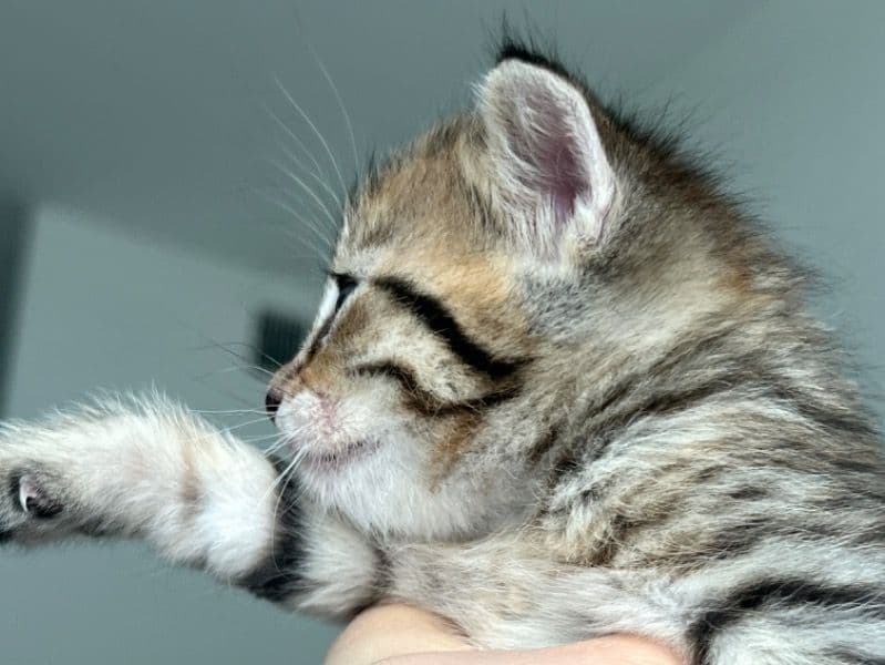Scottish Straight 1 month old male named Kitten_2 for sale in DuPage County, Illinois | Petmeetly