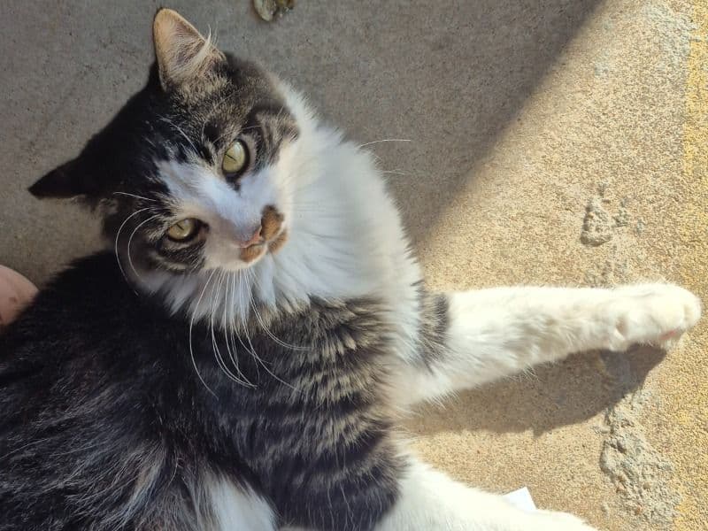 American Longhair 1 year old male named Rag for adoption in Rogers County, Oklahoma | Petmeetly