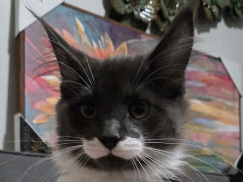 Maine Coon 5 months old female named Zuul for breeding in Multnomah County, Oregon | Petmeetly