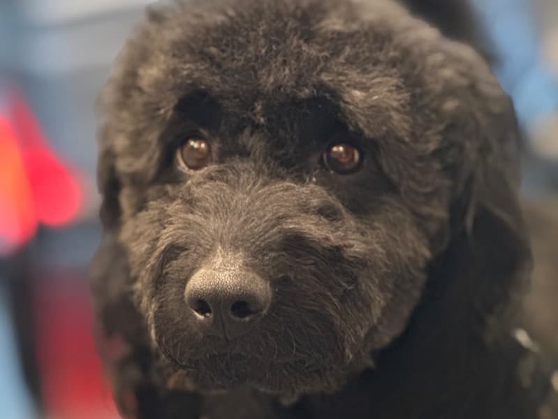 Golden Retriever 3 years 4 months old male medium named Onyx for breeding in Sumter County, South Carolina | Petmeetly