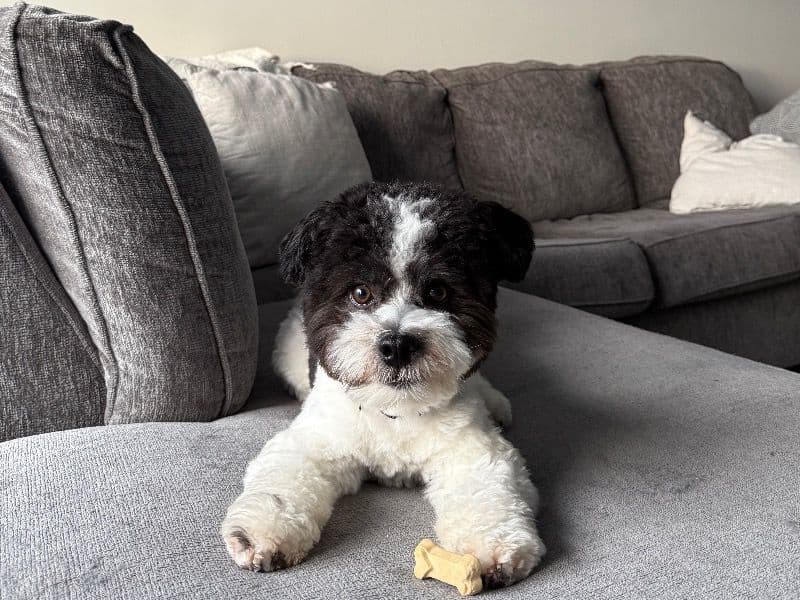 Havanese 1 year 4 months old male small named Vinny for breeding in Broward County, Florida | Petmeetly