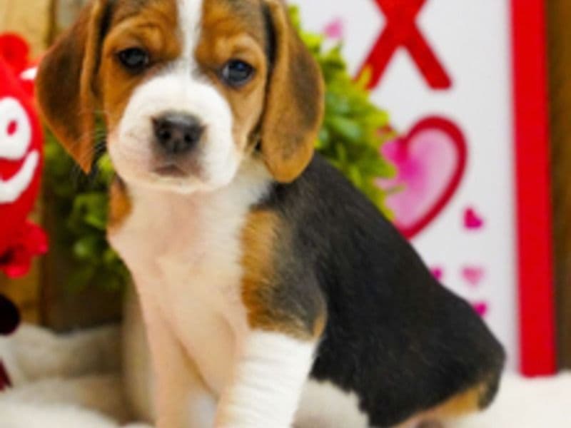 Beagle 3 months old male small named Mason for sale in Harris County, Texas | Petmeetly