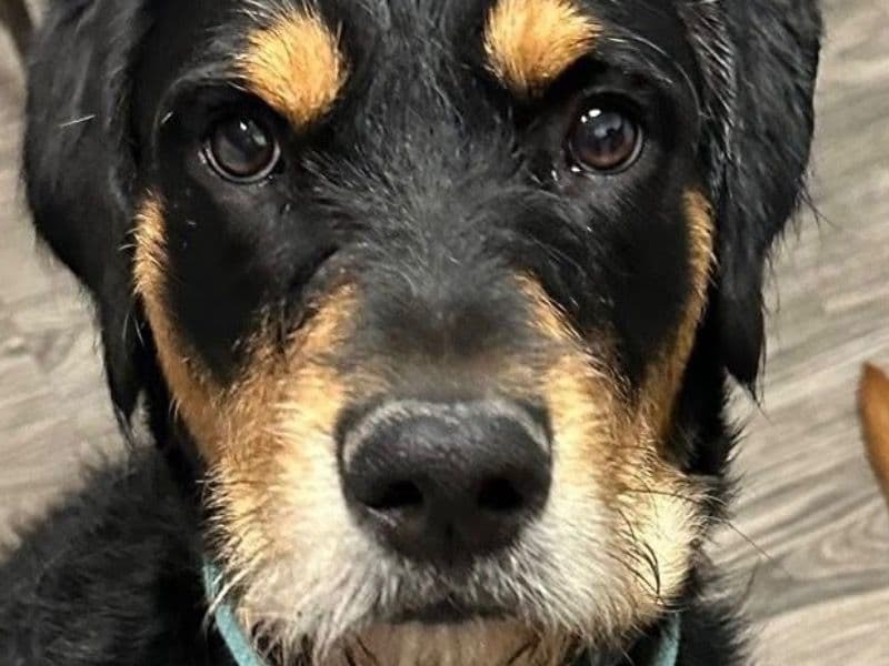 Rottweiler 1 year 3 months old female medium named Mackinnon for adoption in Jefferson County, Colorado | Petmeetly