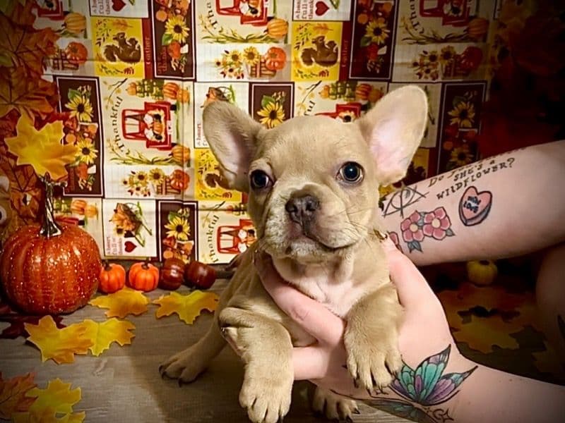 French Bulldog 4 months old female small named Elain for sale in Union County, Illinois | Petmeetly